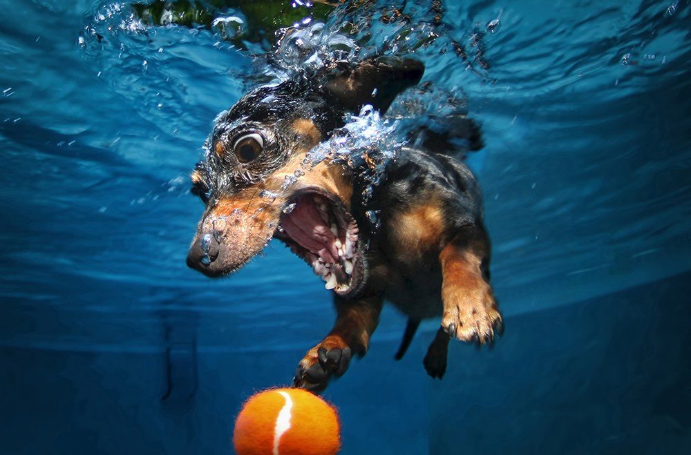 Underwater Dogs Rhoda by Seth Casteel. T-Shirt Available by The Mountain.