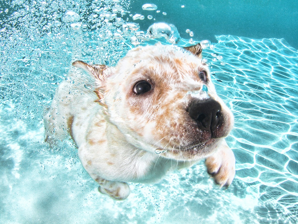 Underwater Dogs Corey by Seth Casteel. T-Shirt Available by The Mountain.